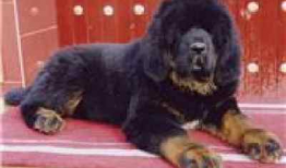 藏獒视频,勇猛与忠诚的守护者